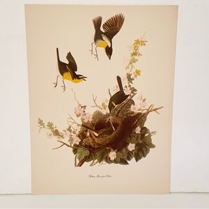 Vintage Audubon John James Birds of America Yellow Breasted Chat Lithograph